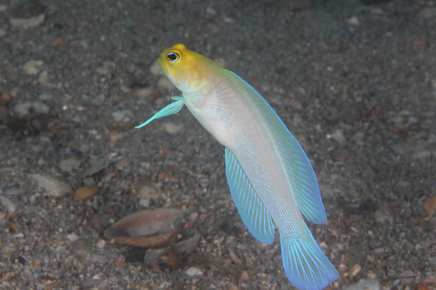 Real Monstrosities Jawfish