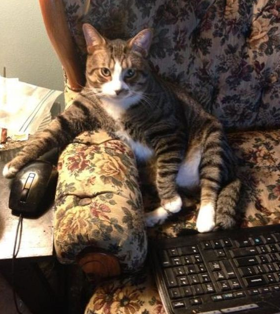 Koleksi Gambar Haiwan Comel Yang Melucukan 2 - dairishare