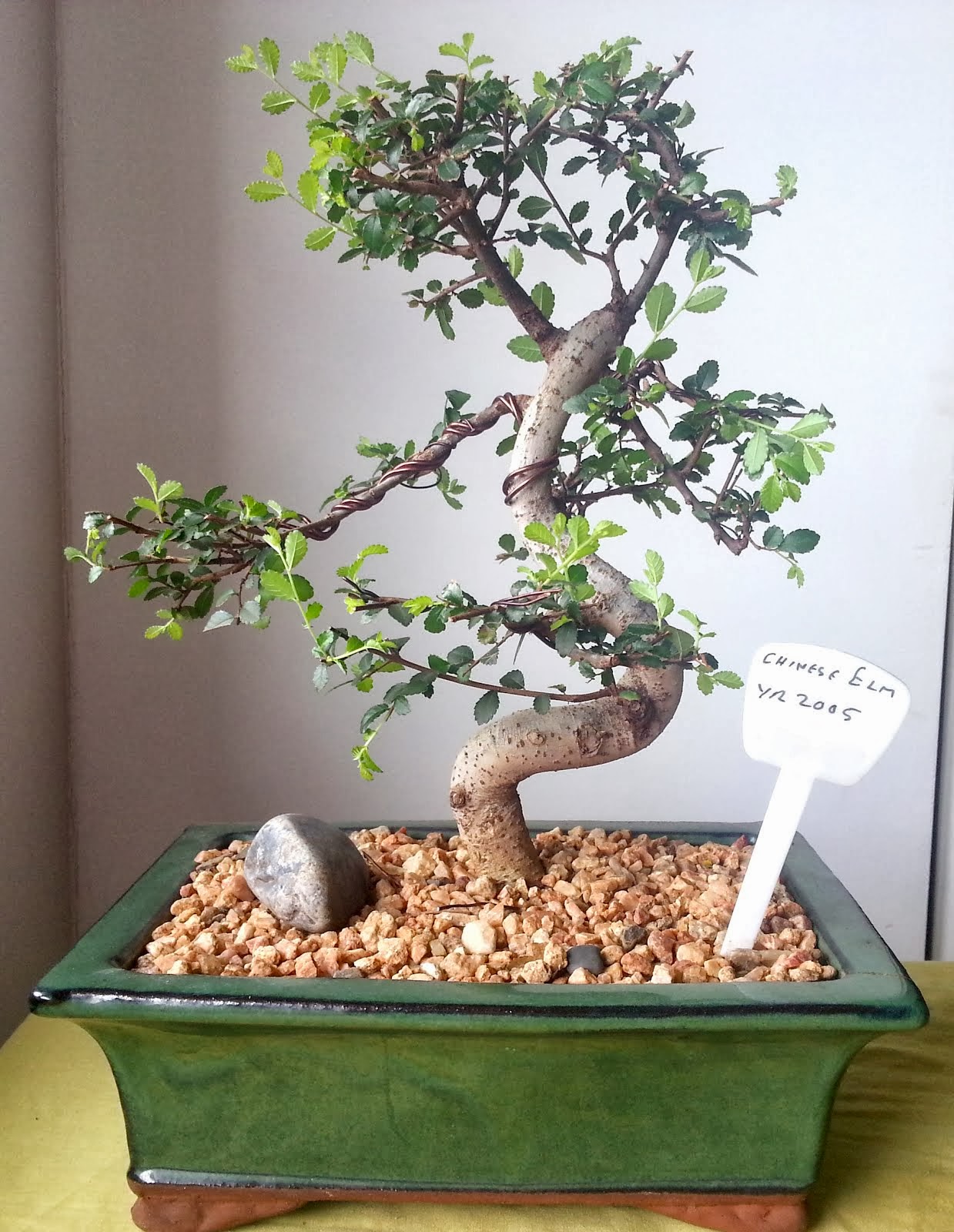 Learning The Art Of Bending Bonsai Chinese Elm Bonsai Learning The Art Of Bending Bonsai Chinese Elm Bonsai