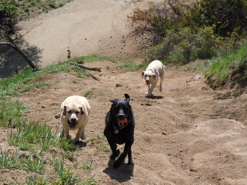 Runyon Canyon Labradors