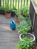 sampling of container herbs