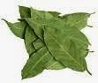manfaat dari daun salam manfaat daun salam