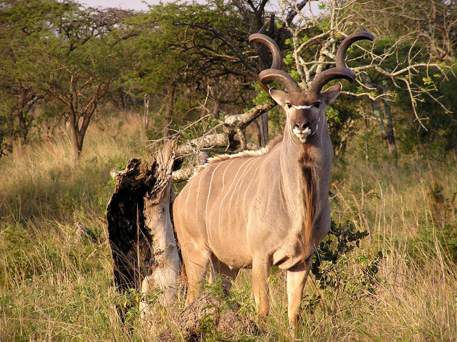 Kudu Kudu