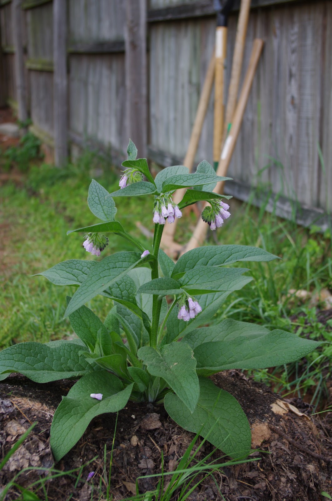 symphytum sp