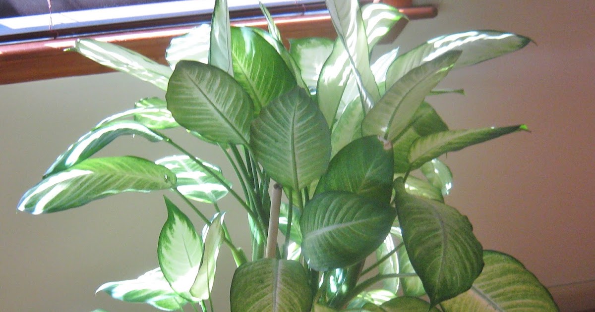 Living Stingy The Secret to Houseplants