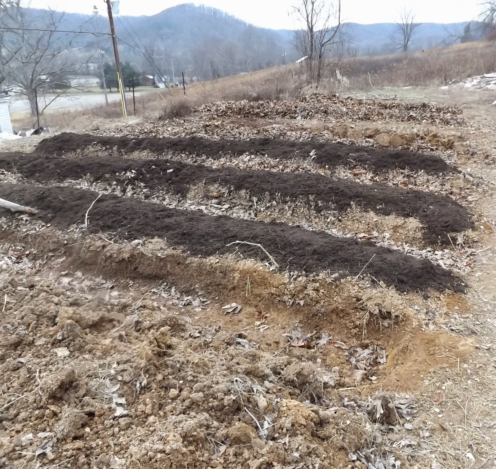 10 Hugelkultur mounds (Garden update) 30 Bananas a Day!