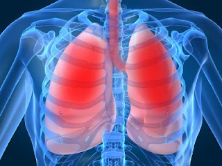 Estudian fabricar pulmones con células madre
