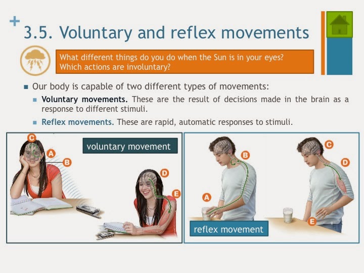 Tic Tac Science Year 6. Unit 3. Sensitivity II. Voluntary and reflex movements