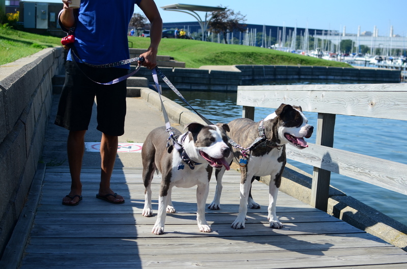 Two Pitties in the City City Dog Starting a Chicago DogWalking Club