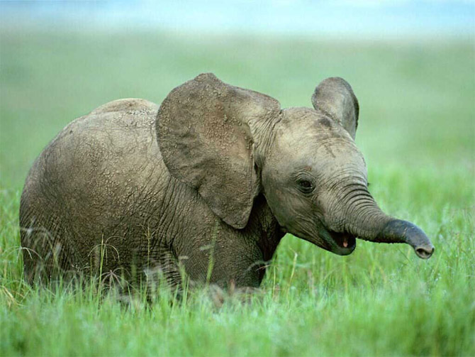 cute elephants new photos pets cute and docile