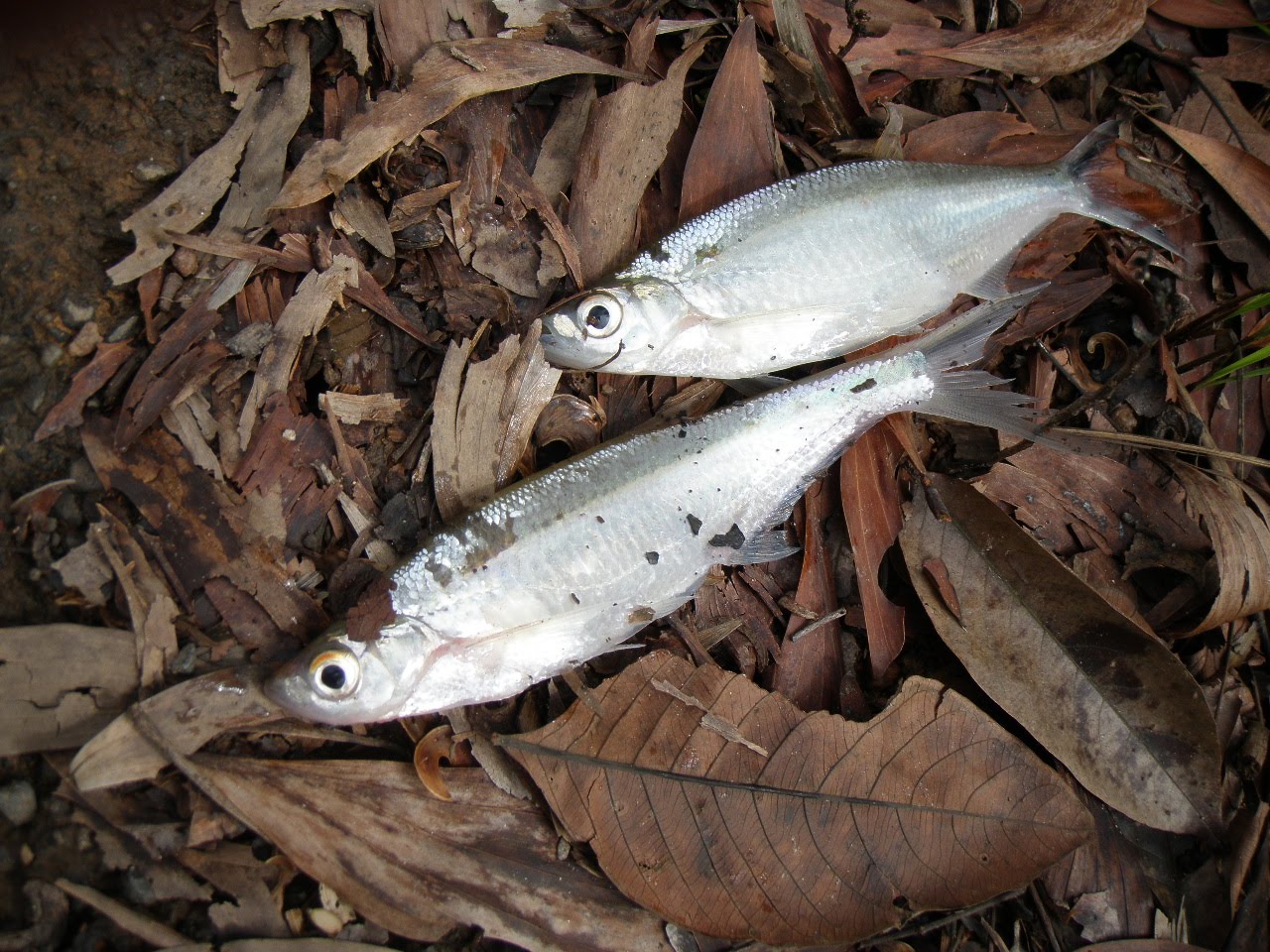 Menjaring Ikan