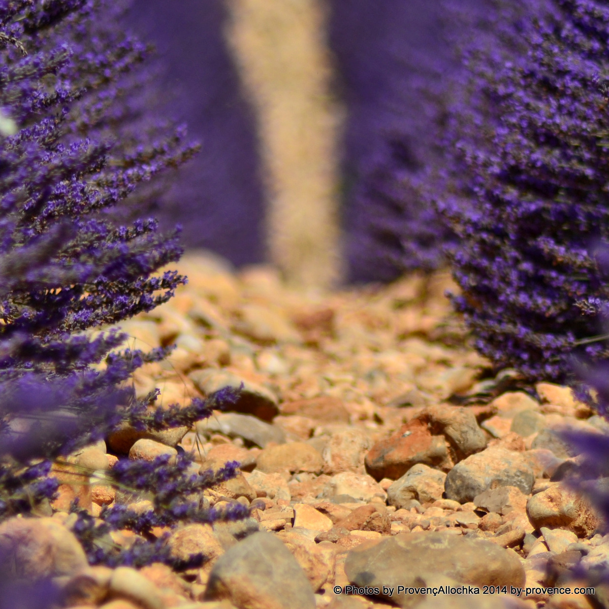Sol,lavande,plateau valensole,© Ala Zhurak-Tolari sol,lavande,provence