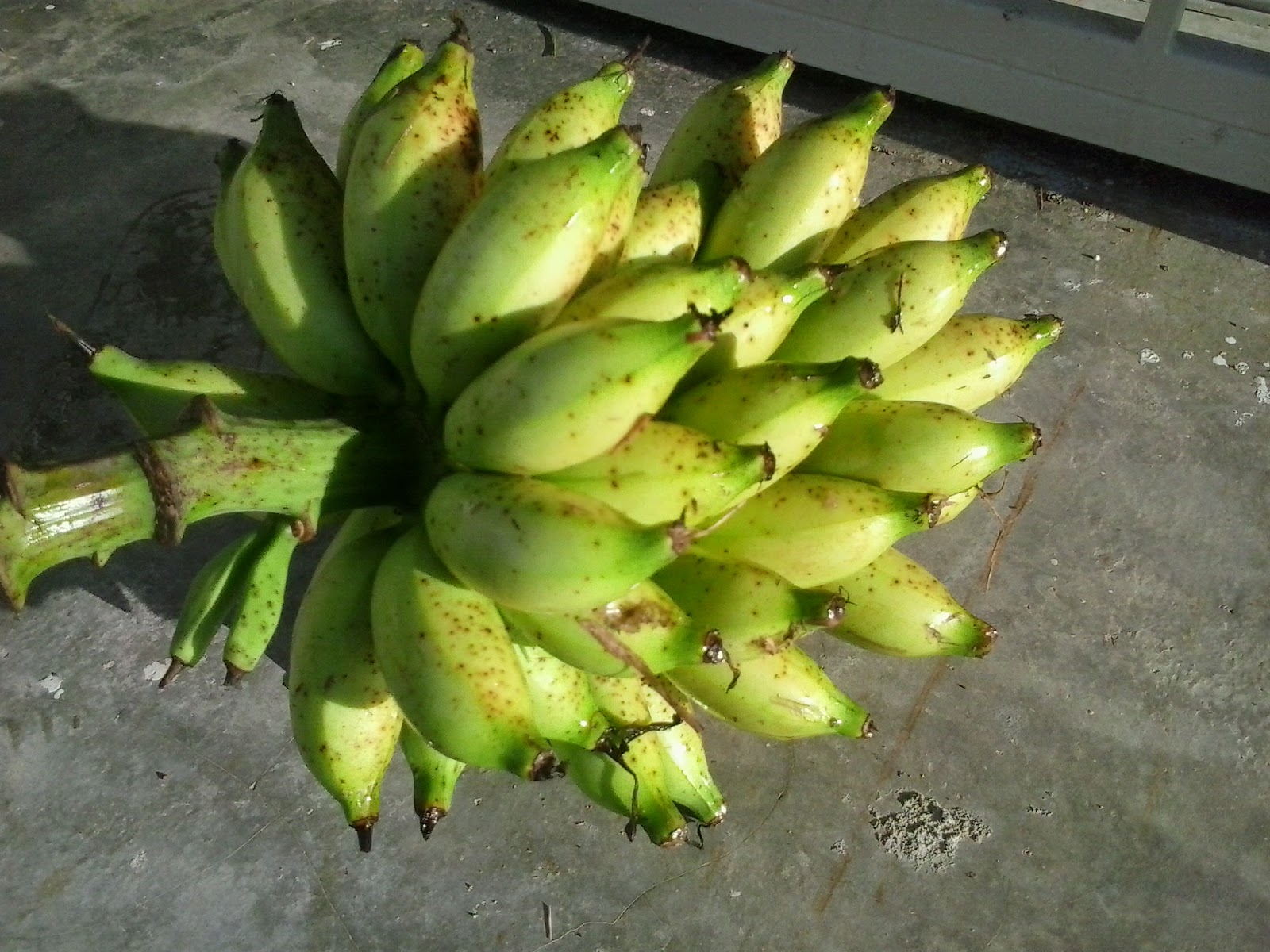 Meniti usia: Betul ke pisang tidak berbuah dua kali...