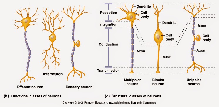 neuron types