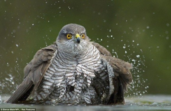 مجموعة مميزة من صور الحياة البرية Wildlife Photos للمصور العالمي بينس ميت مجموعة مميزة من صور الحياة البرية Wildlife Photos للمصور العالمي بينس ميت