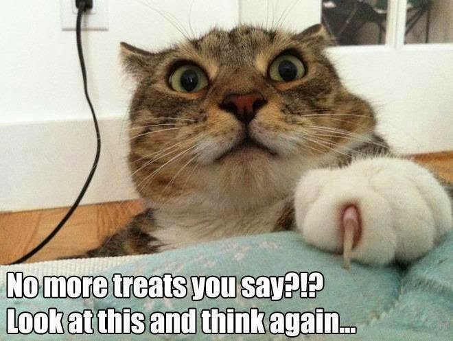 Funny Cats Counr Blessings Funny Cats Counr Blessings