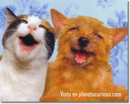 http://4.bp.blogspot.com/-KMgt5CQDGik/Tettwm40M0I/AAAAAAAADqA/iGDqGWaODCs/s1600/perro%2By%2Bgato%2Bamigos.jpg