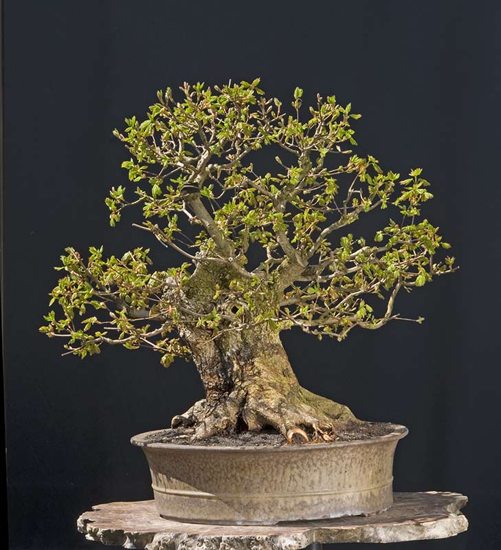 Walter Pall Bonsai Adventures hollow field maple 4 repotted