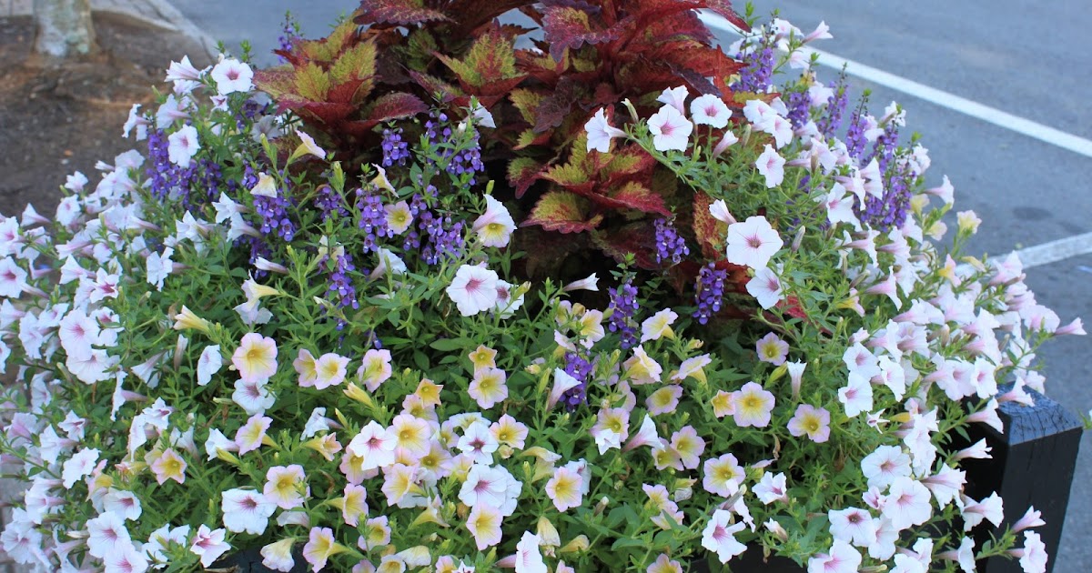 Garden Containers in Madison, Summer Containers Are Lush