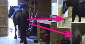 WooW Inilah Kuda Pintar yang bisa membuka Kunci Kandang sendiri