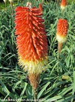 Kniphofia caulescens