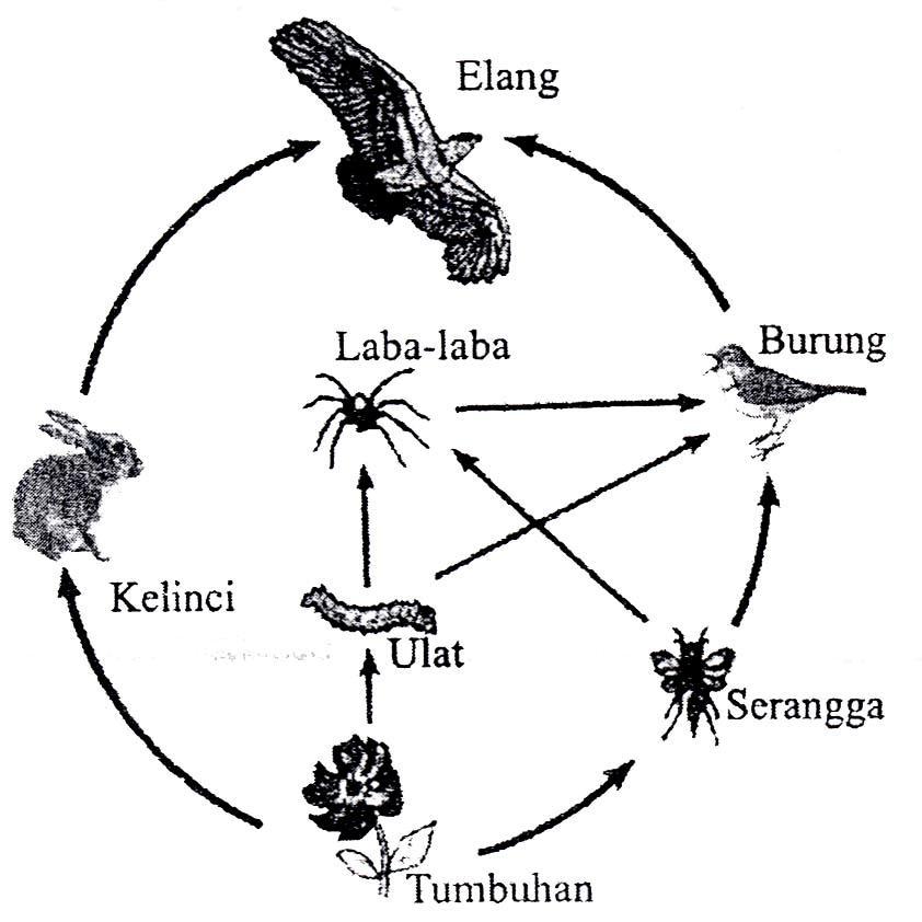 gambar pembahasan UN Biologi 2010 1-15