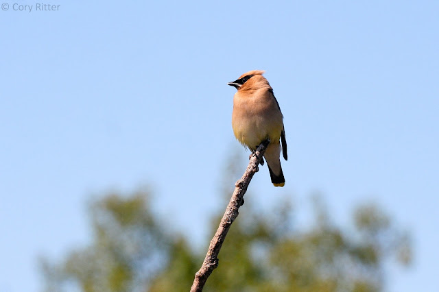 Cedar Waxwing Hawk Ridge Bird Observatory Cedar Waxwing Perched on Branch