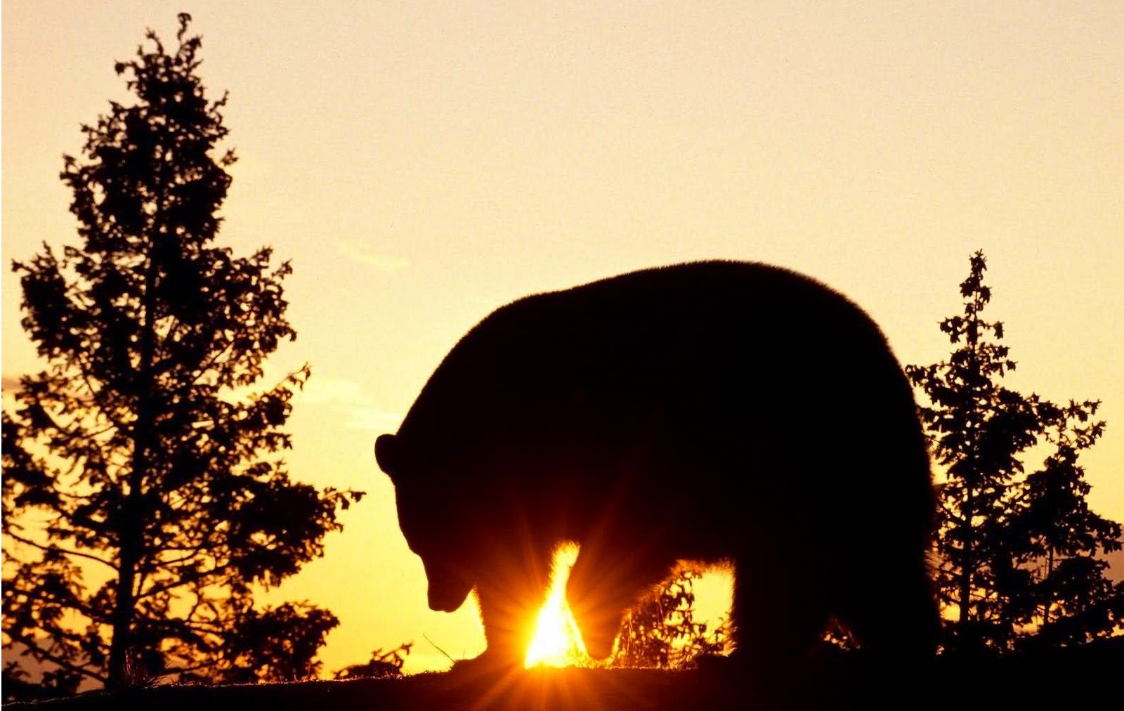 Native American Bear  American Indian Bear