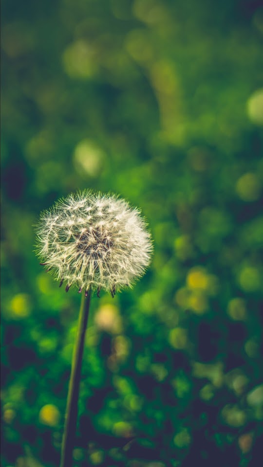 Dandelion All Over The Place Android Best Wallpaper
