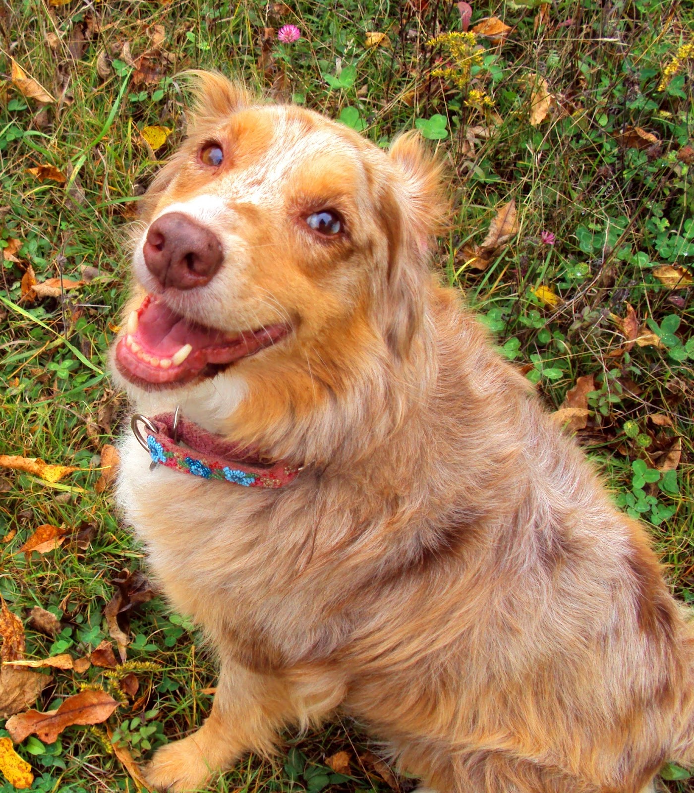 New Dog Food Causing Diarrhea New Dog Food Causing Diarrhea