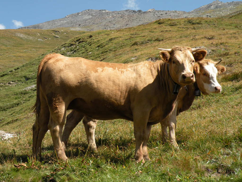 Vachement belles Vaches des HautesAlpes