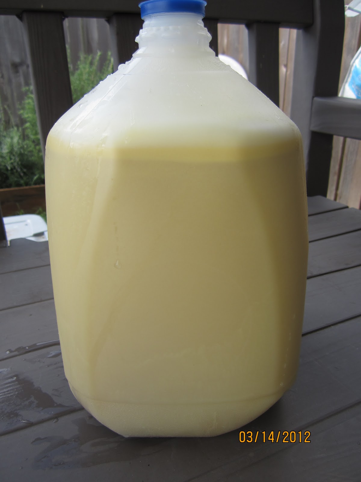 Universal Love Orange Oil and Ants!!!!