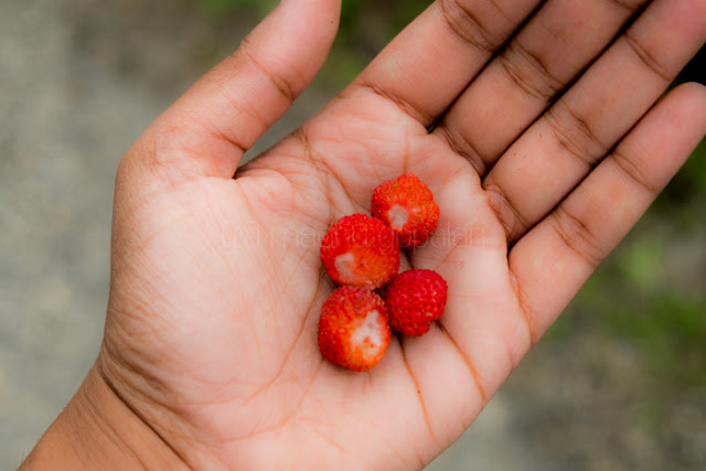 Strawberries in Trongsa