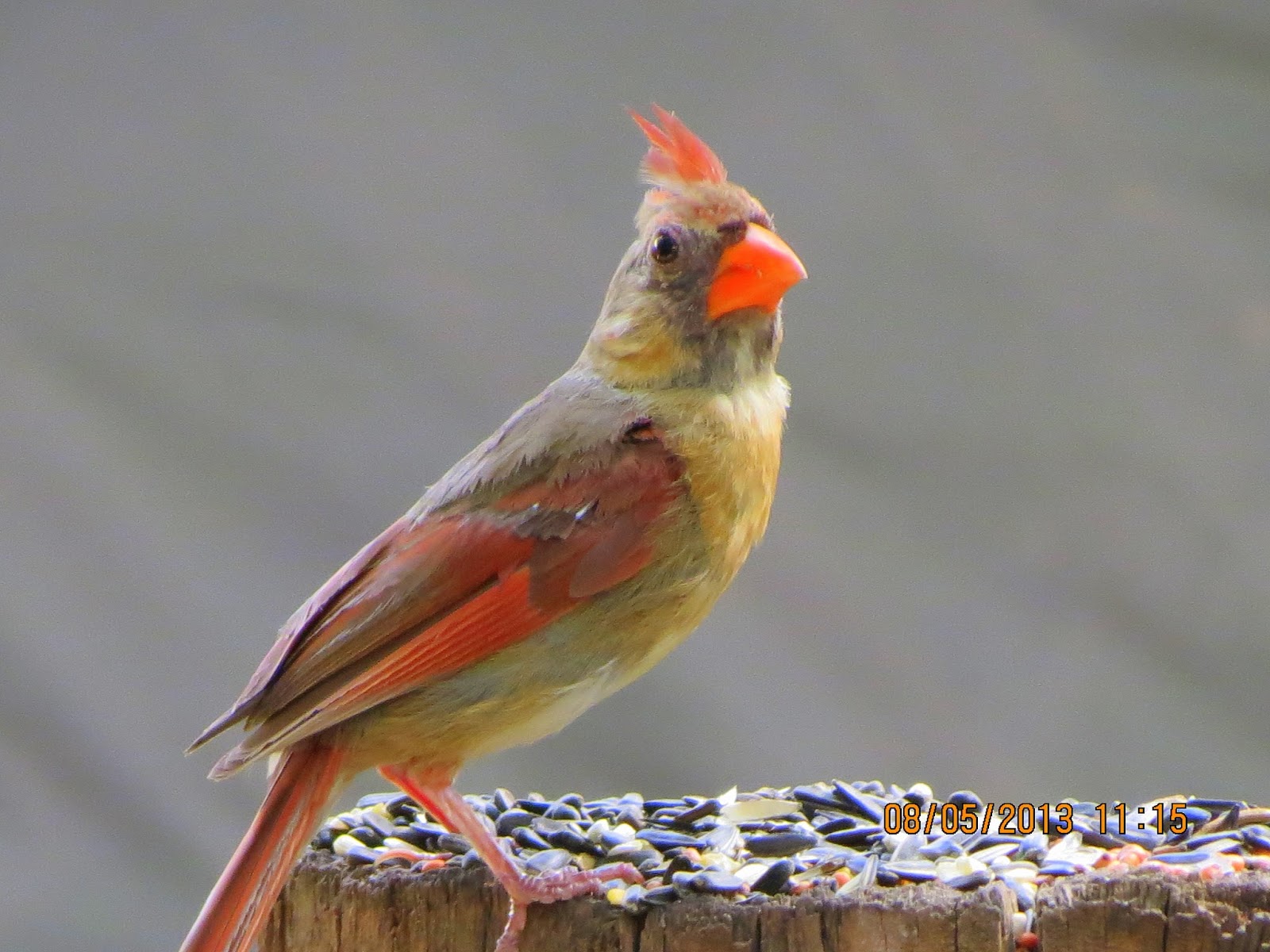 katescabinbirdsanctuaryintexas THE BABY CARDINALS ARE MOLTING AND LOOK