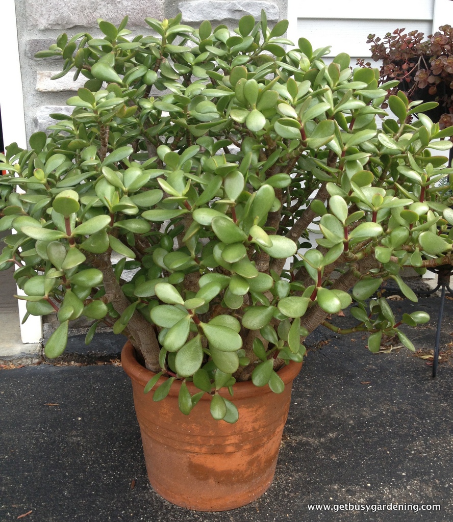 propagating jade plants propagating jade plants
