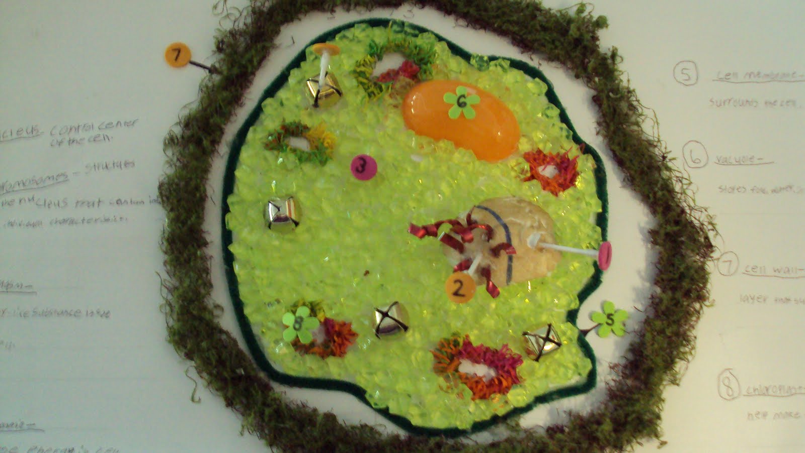 3d model of an animal cell using household items chancerycysc66