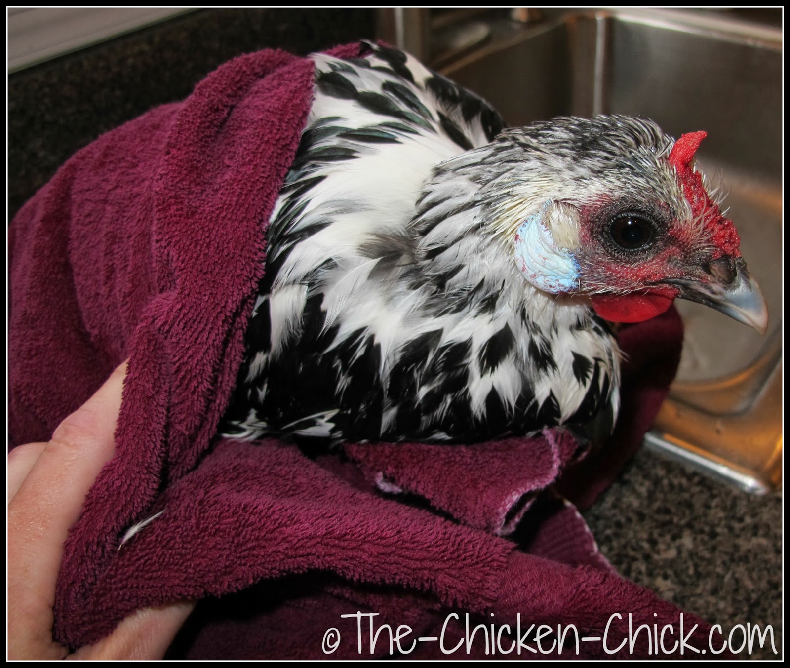 How and When to Give a Chicken a Bath The Chicken Chick®