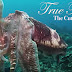 Awesome facts about the Cuttlefish
