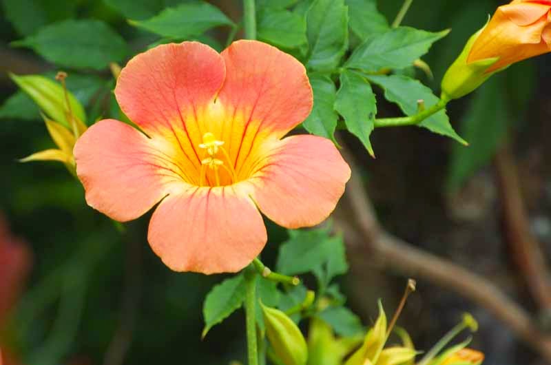 Ryukyu Life Flower Photo Chinese Trumpet Vine