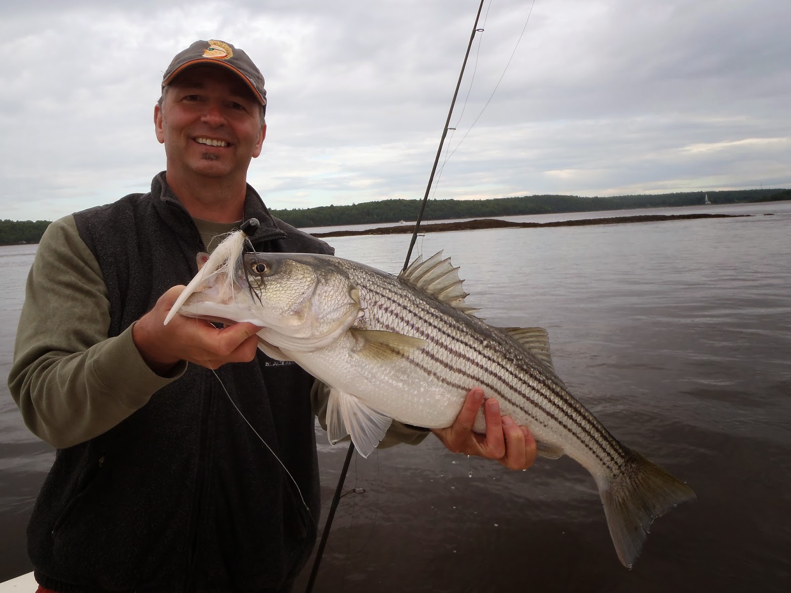 Maine Striper Fishing Charters & Reports Hotline 2076910745 Maine