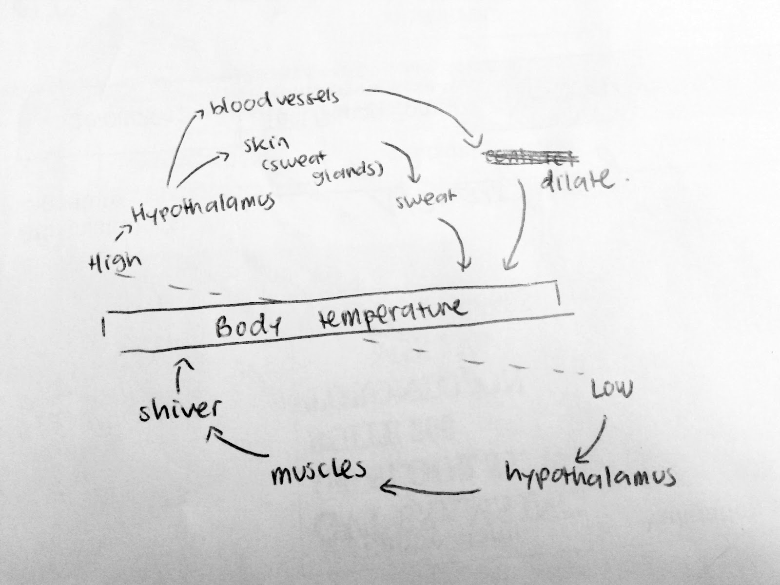 Biology Feedback Loops