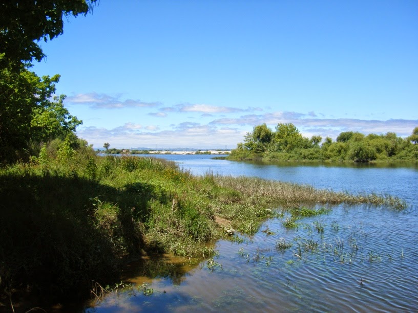 Rio Tejo visto da Praia Doce com ervas