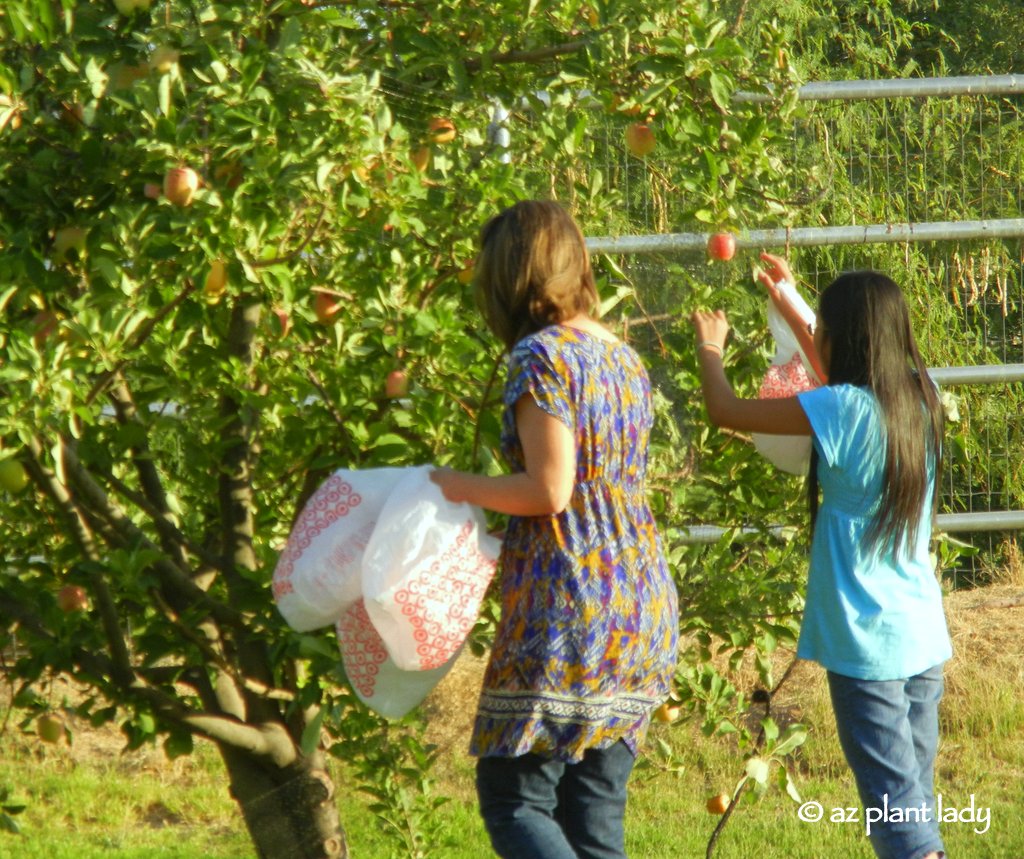 A Sweet and Tart Apple Harvest Ramblings from a Desert Garden