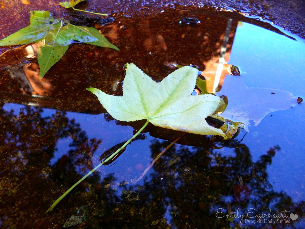 A yellow leaf in a bird bath.