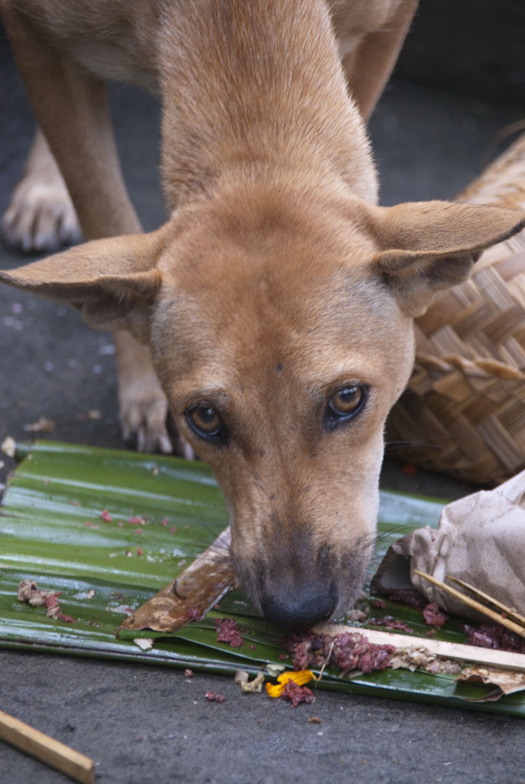 Budaya Bali : Carcan Asu (cicing) mengenal sifat anjing Bali