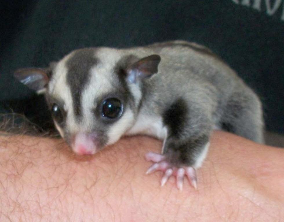 foto sugar glider lucu ~ gambar sugar glider