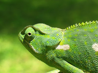 chameleon's long sticky tongue