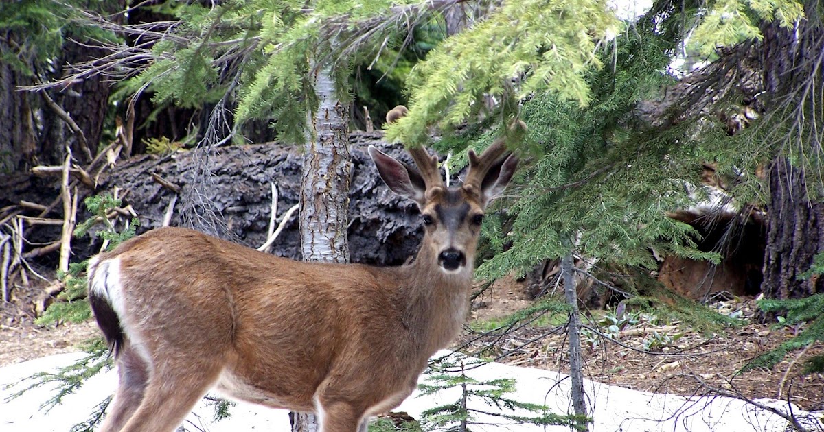 The Natural World Animals of Yosemite National Park