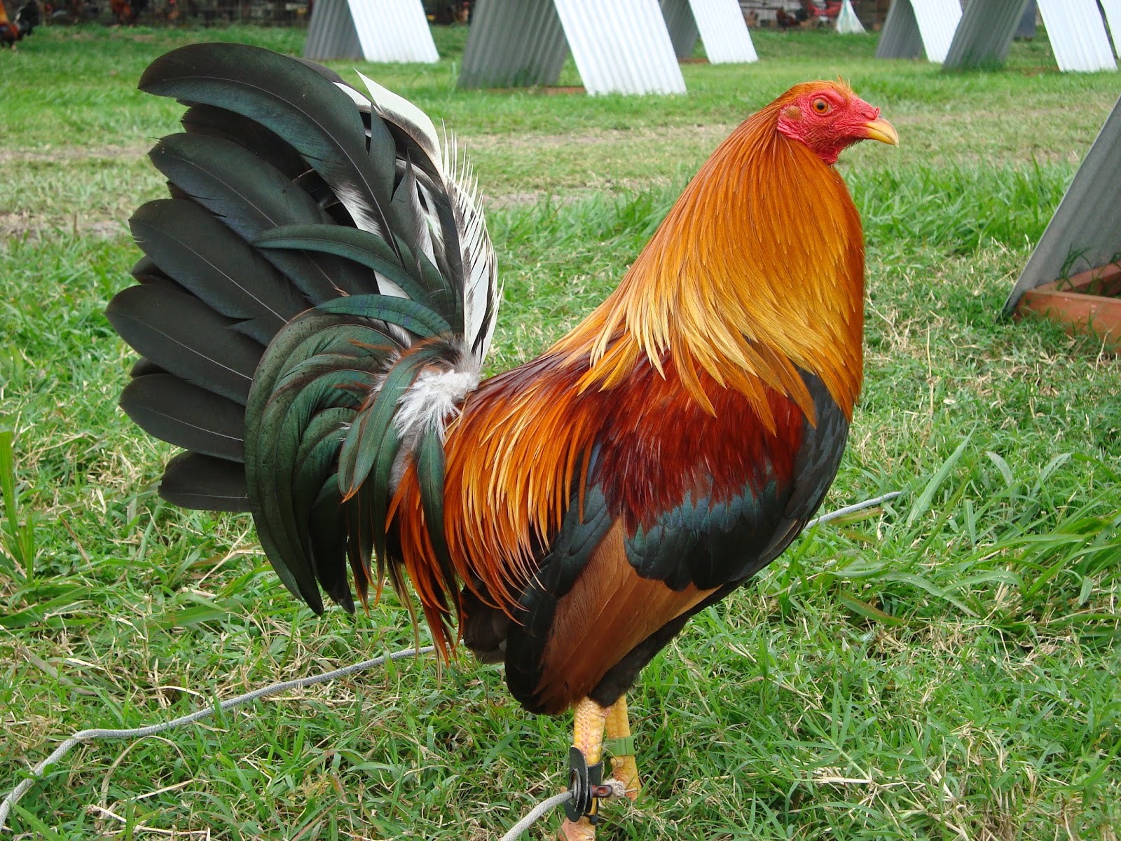 Gallos De Pelea Wallpapers