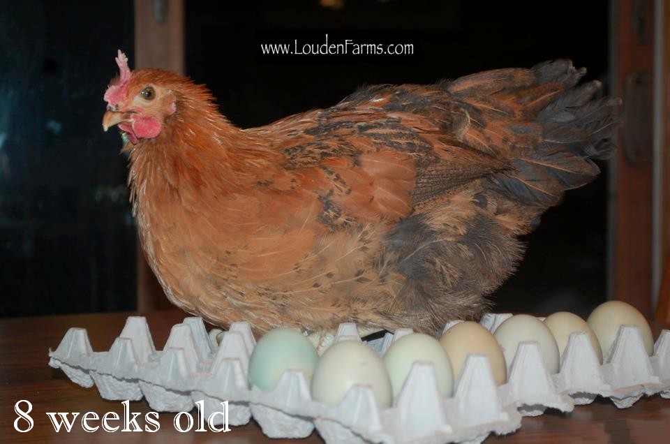 When to Move Chicks from Brooder to Chicken Coop The Chicken Chick®